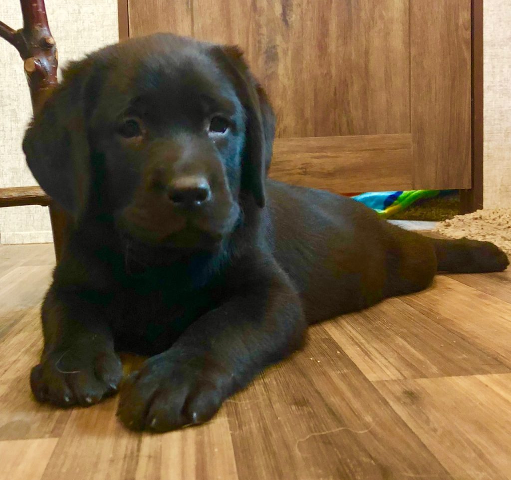 Purebred labrador for sale hot sale