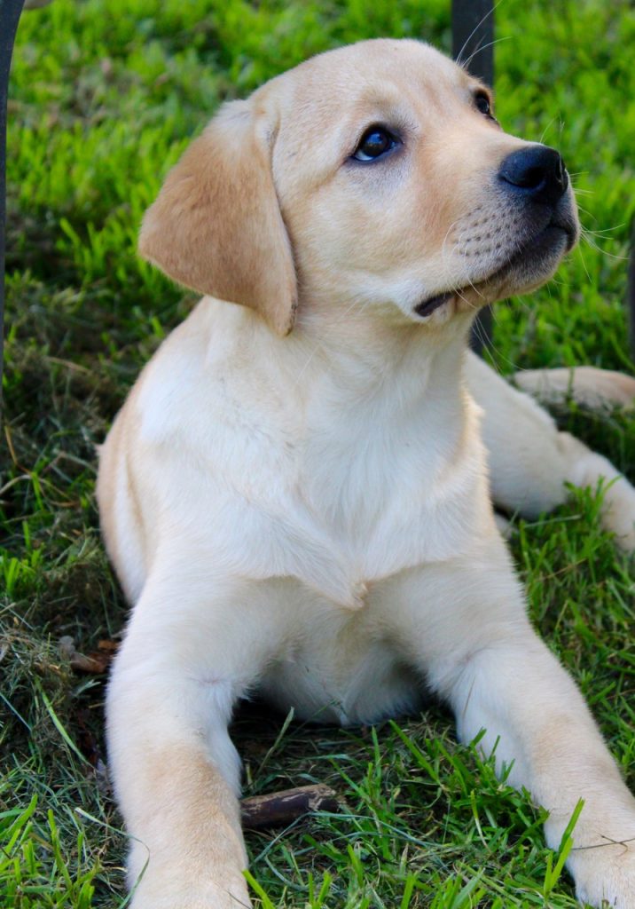 Yellow Black Chocolate Labrador Puppies For Sale In Ontario Asklar Labradors
