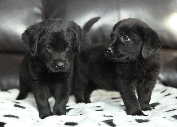 Puppies_image2