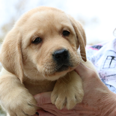 another yellow puppy