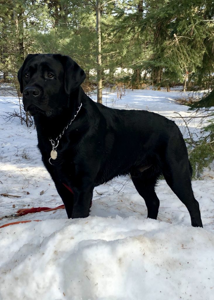 Yellow Black Chocolate Labrador Puppies for Sale in Ontario