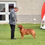 Ryder a fox red lab with his trainer at a public event