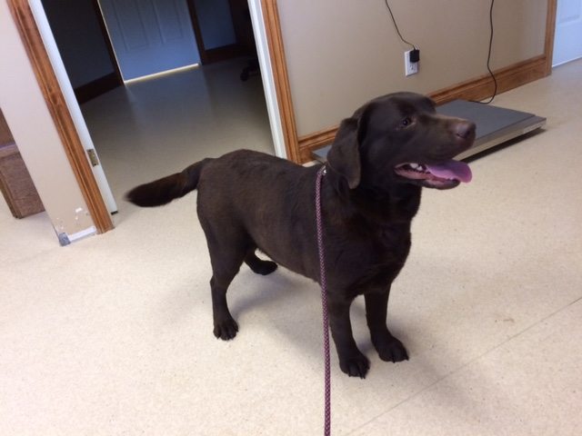 Labradale labradors best sale