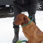 Fergie a fox red lab sitting in the snow on a leash