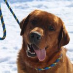 Reggie a chocolate Labrador dog sitting in the snow on a leash