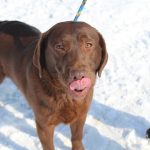 Mick a chocolate Labrador dog standing in the snow on a leash
