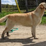 Sunny a yellow Labrador dog