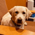 Star a yellow Labrador dog sitting in a chair