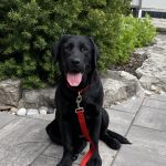 Tina a black Labrador sitting