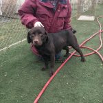 Piper 2 a chocolate Labrador being handled by a female handler