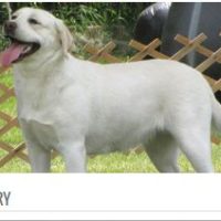 White Labrador named Glory